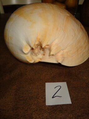 Sea Shell Authentic Melo Umbilicatus Large 14" Nature's Beauty